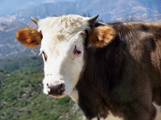 Kodak Z740: Sardinien