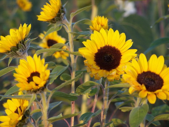 Kodak Z740: Sonnenblumen